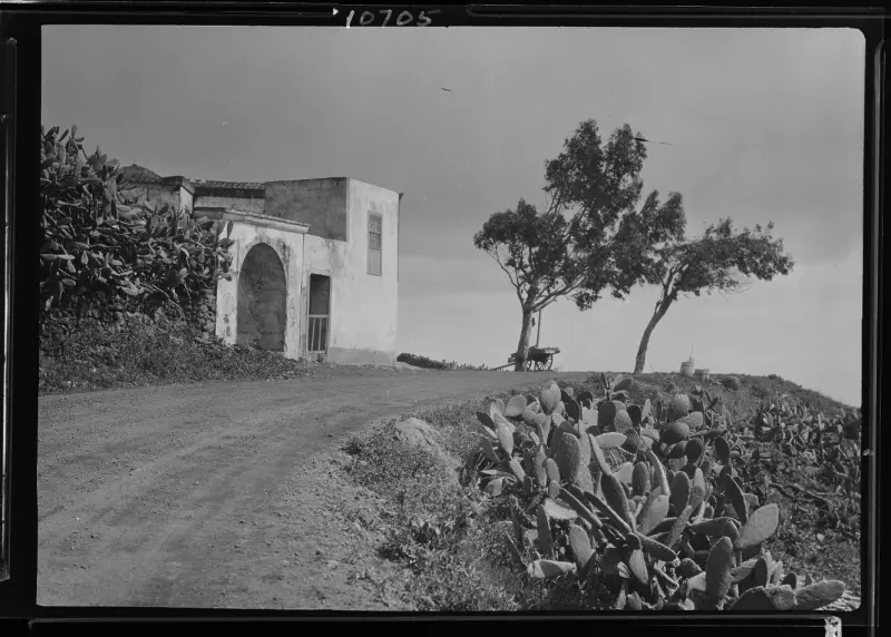 Las Perillas - Mazo
